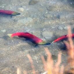 Сокращение мониторинга напрямую влияет на уловы лосося