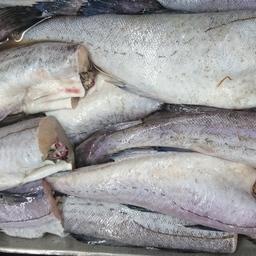 Минтай – самая популярная рыбная позиция российского экспорта