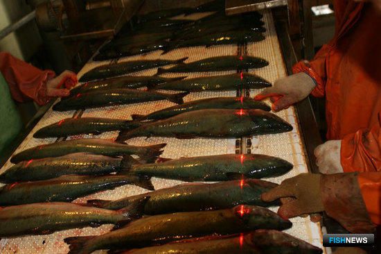 Обработка рыба на Сахалине