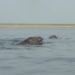 Самка серого кита с детенышем у побережья Сахалина