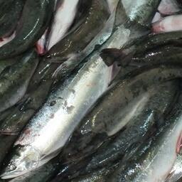 Улов горбуши на Дальнем Востоке. Архивное фото