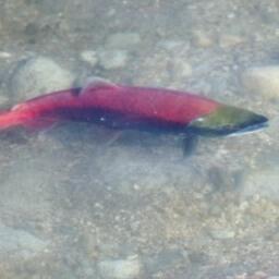 Власти Аляски подходят к сезону добычи нерки в Бристольском заливе в 2026 г. с ужесточенным регулированием. Архивное фото