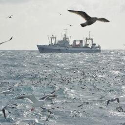 Минсельхоз представил проект новых изменений в правила рыболовства для Дальневосточного бассейна. Фото пресс-службы «Океанрыбфлота»