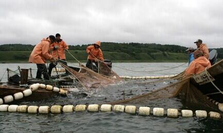 Комиссии по анадромным работают в регионах и занимаются в том числе вопросами организации лососевой путины. Архивное фото