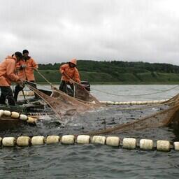 Комиссии по анадромным работают в регионах и занимаются в том числе вопросами организации лососевой путины. Архивное фото