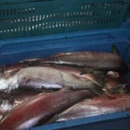 В рыбном павильоне находились обезличенные и неидентифицированные лососевые весом более 3,8 тонны. Фото пресс-службы Россельхознадзора