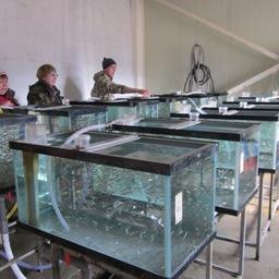 Сотрудники ТИНРО-Центра проводят испытания новых комбикормов для лосося. Фото пресс-службы института