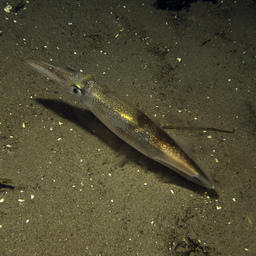 Большую часть добываемого США кальмара составляет Doryteuthis opalescens. Фото из «Википедии»