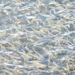 Господдержка в Приморье предусмотрена в том числе для лососеводства