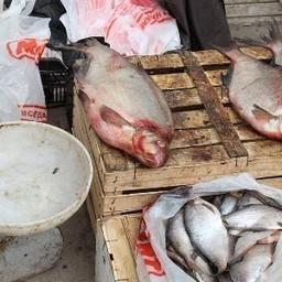 Хабаровский край вводит штрафы за незаконную розничную торговлю рыбой и рыбопродукцией. Фото пресс-службы регионального заксобрания