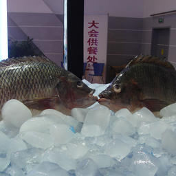 Китайская тиляпия на выставке China Fisheries and Seafood Expo в Циндао