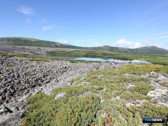 Специалисты Кроноцкого заповедника провели исследования популяций гольцов в озерах на северо-западе Камчатки. Фото пресс-службы учреждения
