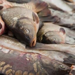 В Тюменской области вырастили с начала года 802 тонны рыбы