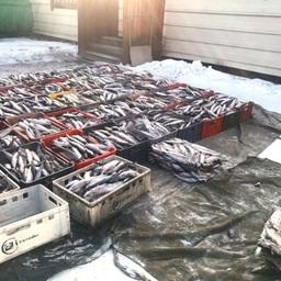 В Иркутской области задержали 1,5 тонны омуля. Фото пресс-службы регионального управления Россельхознадзора
