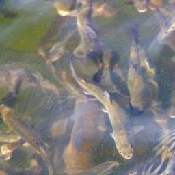 Товарное выращивание форели. Архивное фото