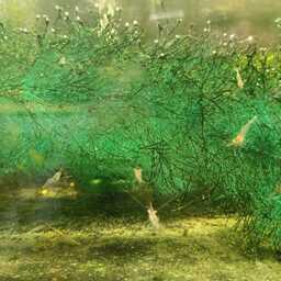 Часть молоди продолжает содержаться в аквариальном комплексе. Фото пресс-службы АзНИИРХ