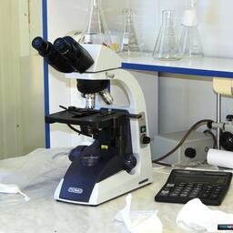 Ученые исследуют опасного морского гостя из тропиков. Архивное фото