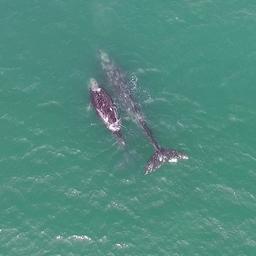 Кроме косаток, исследователи встречали и других китов. Фото пресс-службы Кроноцкого заповедника