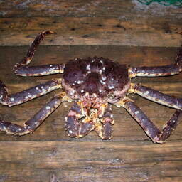 Камчатский краб. Архивное фото