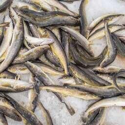 Самый большой улов оказался у команды «Комай» — 15 кг. Фото Максима Федорова, снимки предоставлены организатором фестиваля «Сахалинский лед»