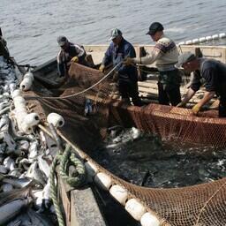 Межведомственная рабочая группа, созданная Минсельхозом, рассмотрела вариант законопроекта о закреплении рыболовных участков