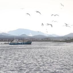 Совет Федерации рекомендовал кабмину при разработке стратегии предусмотреть меры по развитию рыбной отрасли как стратегически значимой для макрорегиона. Архивное фото