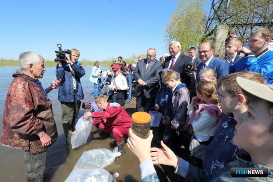 В реку Томь отправили 9 млн. штук подращенной молоди пеляди, 1,5 млн. – муксуна и 400 тыс. – сига-пыжьяна. Фото пресс-службы администрации Томской области