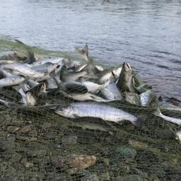 Стратегию промысла тихоокеанских лососей на 2023 г. для Магаданской области обсудили в правительстве региона. Фото пресс-службы регионального кабмина