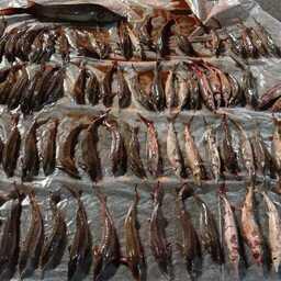 В ХМАО пресекли перевозку двух крупных партий осетровых рыб. Фото пресс-службы Нижнеобского теруправления Росрыболовства