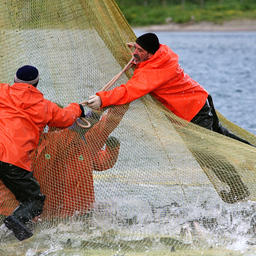 В Камчатском крае с 1 июня можно будет добывать лососей сетями в Олюторском, Усть-Камчатском, Алеутском, Тигильском районах и Кроноцком заливе
