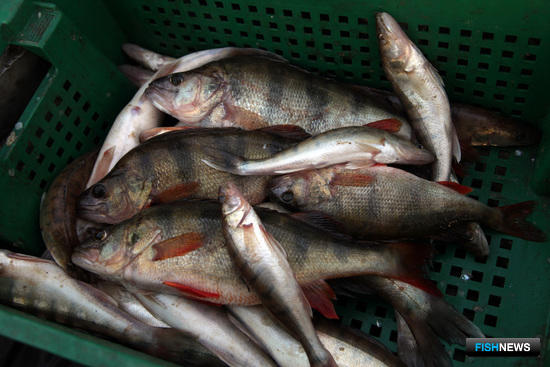 Для рыбалки в Западно-Сибирском бассейне определили нормы