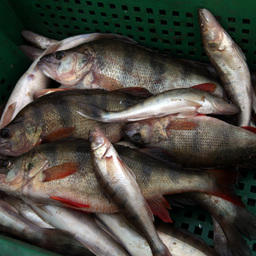 Для рыбалки в Западно-Сибирском бассейне определили нормы