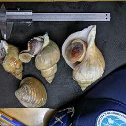 С началом промысла трубачей в северной части Охотского моря ученые МагаданНИРО приступили к исследованиям этих брюхоногих моллюсков. Фото пресс-службы филиала