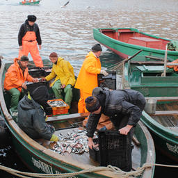 Рыбаки выгружают уловы у побережья Крыма