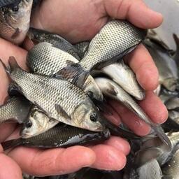 В Волгоградское водохранилище в пределах Волгоградской области выпустили 200 тыс. экземпляров молоди сазана. Фото пресс-службы Главрыбвода