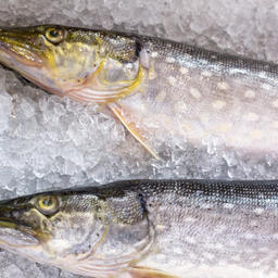 Щука — один из объектов промысла на новых РЛУ