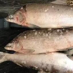 Для муксуна таксу предлагается вернуть на уровень ценных видов рыб — 3 640 рублей. Архивное фото