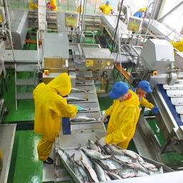 Рыбопромышленники Сахалинской области в этом году трудоустроят более 1100 студентов со всей страны