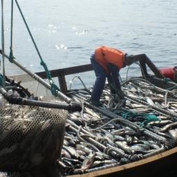 Добыча лосося на Кунашире