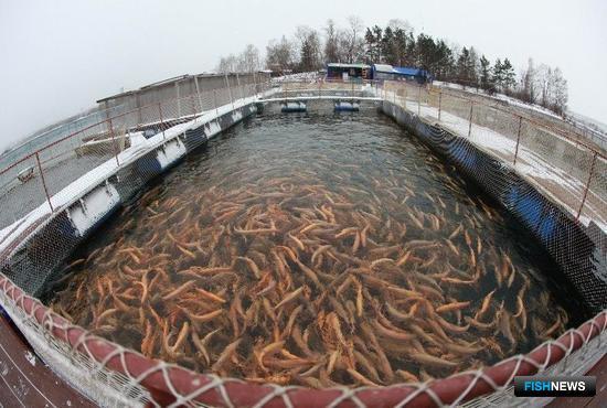 Рыбоводные садки в Тюменской области. Фото с сайта tyumen.fishretail.ru
