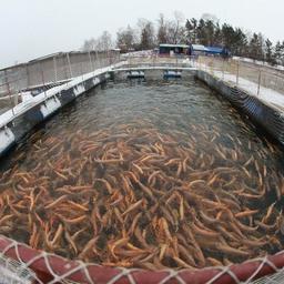 Рыбоводные садки в Тюменской области. Фото с сайта tyumen.fishretail.ru