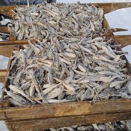 Промысловый улов наваги. Фото пресс-службы ВНИРО