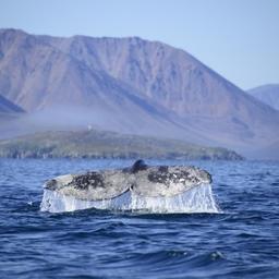 Ученые пытаются установить причину появления специфического запаха у некоторых китов. Фото пресс-службы нацпарка «Берингия»