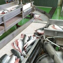 Переработка лосося на заводе в Сахалинской области