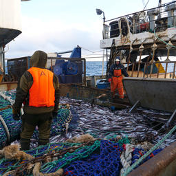 Камчатские рыбаки на промысле. Фото пресс-службы компании «Океанрыбфлот»