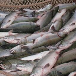 Вылов тихоокеанских лососей к 14 июля составил более 37,3 тыс. тонн