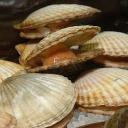 Гребешок — в числе объектов, на которые приходится основной объем морских урожаев в Приморье