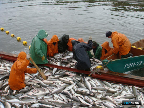 Рыбаков ориентируют на вылов 431 тыс. тонн лосося