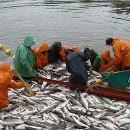 Рыбаков ориентируют на вылов 431 тыс. тонн лосося