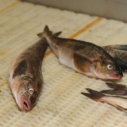 Самый дорогой лот — доля квот терпугов в Северо-Курильской зоне. Архивное фото